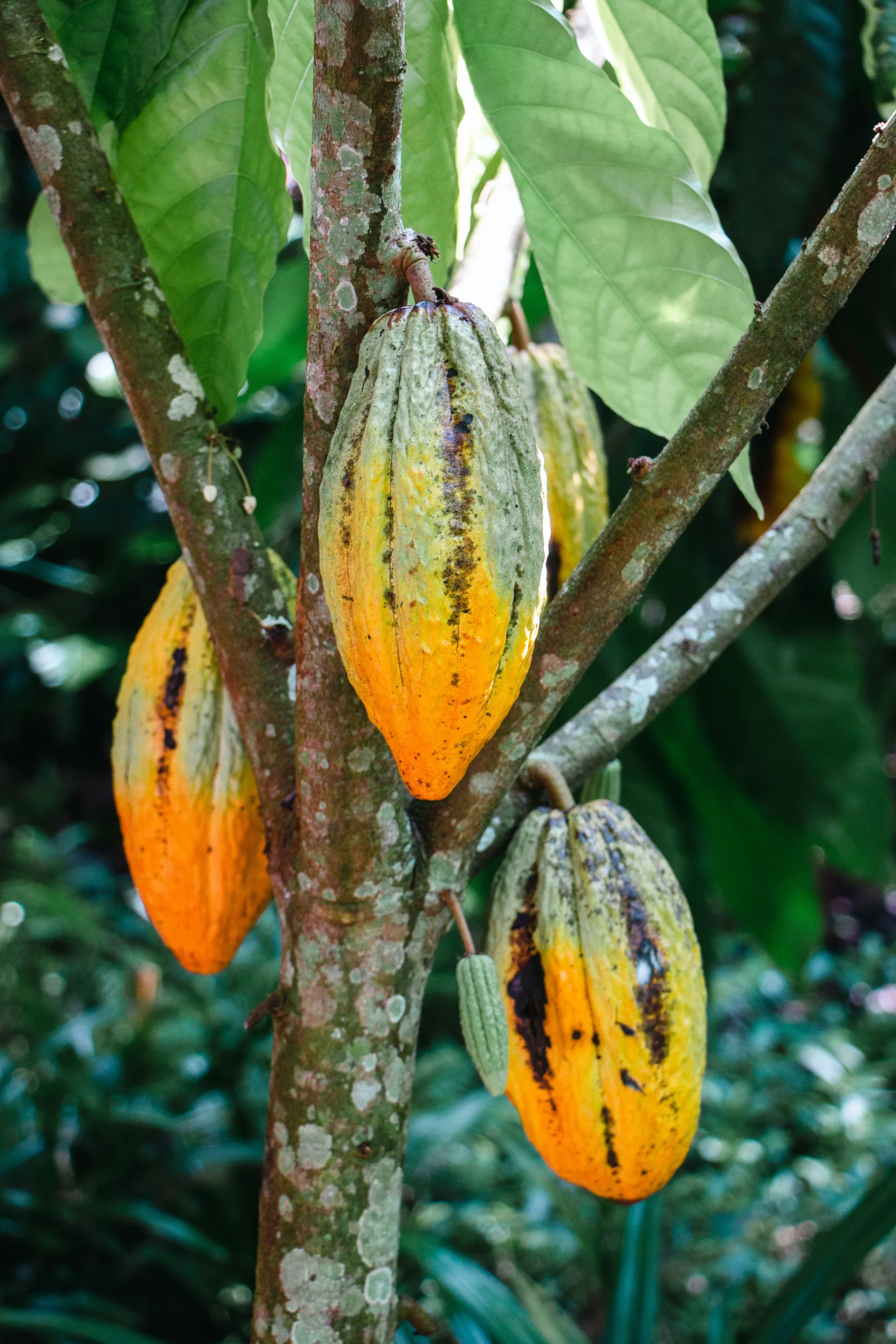 Cacao